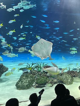 サンシャイン水族館に投稿された画像（2025/2/2）