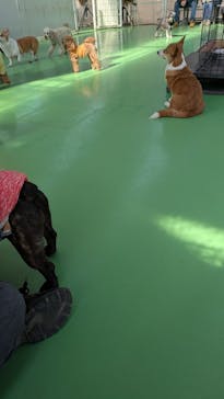 つくばわんわんランドに投稿された画像（2025/2/2）