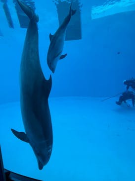 名古屋港水族館に投稿された画像（2025/2/2）