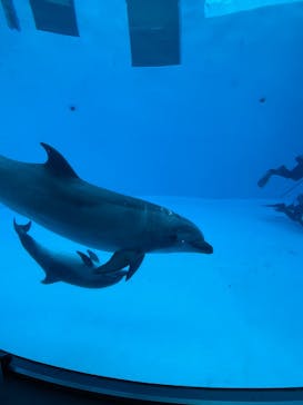 名古屋港水族館に投稿された画像（2025/2/2）