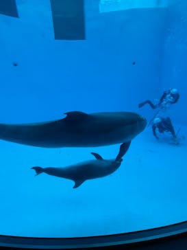 名古屋港水族館に投稿された画像（2025/2/2）