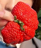 お陽様農園に投稿された画像（2025/2/2）