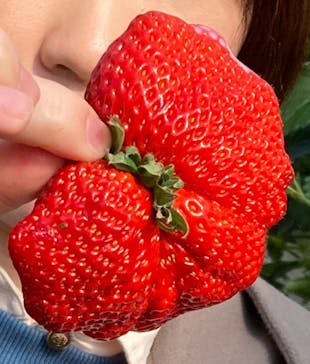 お陽様農園に投稿された画像（2025/2/2）