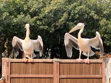 神戸どうぶつ王国に投稿された画像（2025/2/2）