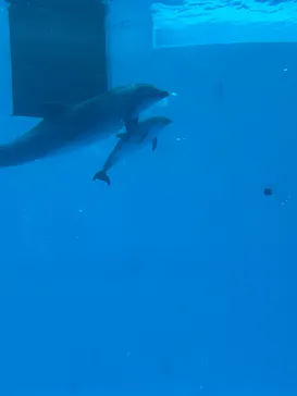 名古屋港水族館に投稿された画像（2025/2/2）
