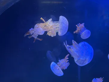 名古屋港水族館に投稿された画像（2025/2/2）
