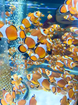 鴨川シーワールドに投稿された画像（2025/2/2）