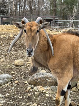 那須サファリパークに投稿された画像（2025/2/2）