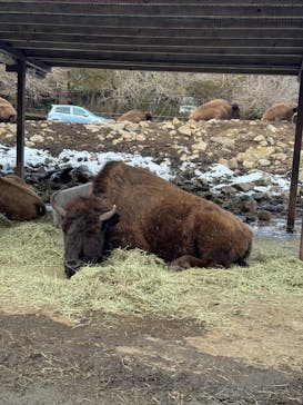 那須サファリパークに投稿された画像（2025/2/2）