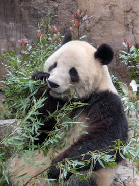 恩賜上野動物園に投稿された画像（2025/2/2）