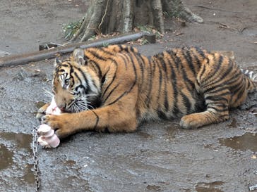恩賜上野動物園に投稿された画像（2025/2/2）
