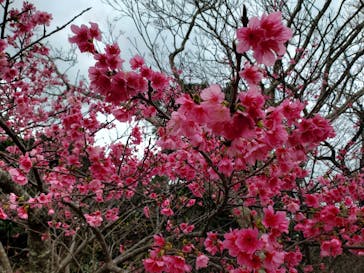 今帰仁城跡に投稿された画像（2025/2/2）