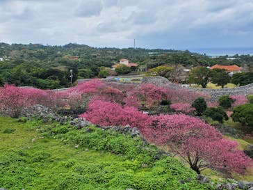 今帰仁城跡に投稿された画像（2025/2/2）