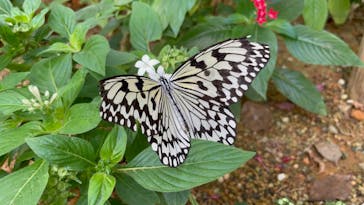 ナゴパイナップルパークに投稿された画像（2025/2/2）