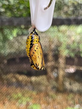 ナゴパイナップルパークに投稿された画像（2025/2/2）