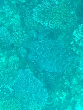 川平マリンサービスに投稿された画像（2025/2/2）