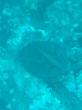 川平マリンサービスに投稿された画像（2025/2/2）