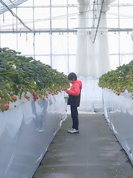 twins farm 真岡いちご園に投稿された画像（2025/2/2）