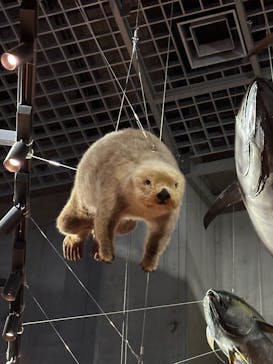 国立科学博物館に投稿された画像（2025/2/2）