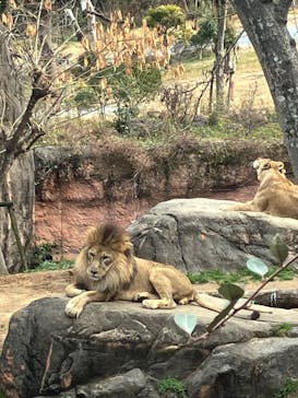 天王寺動物園に投稿された画像（2025/2/2）
