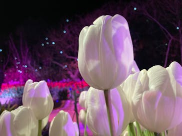 江の島シーキャンドルに投稿された画像（2025/2/2）