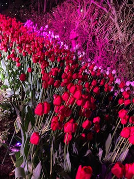 江の島シーキャンドルに投稿された画像（2025/2/2）