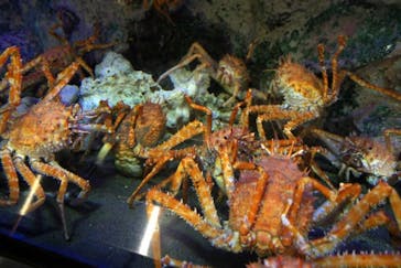 竹島水族館に投稿された画像（2025/2/2）