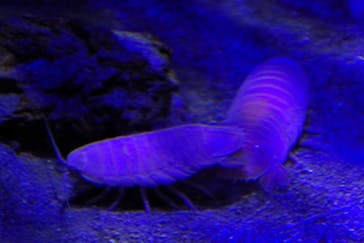 竹島水族館に投稿された画像（2025/2/2）