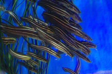 竹島水族館に投稿された画像（2025/2/2）