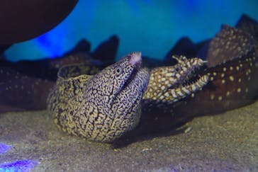 竹島水族館に投稿された画像（2025/2/2）