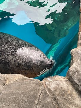 しながわ水族館に投稿された画像（2025/2/2）