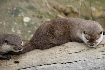 神戸どうぶつ王国に投稿された画像（2025/2/2）