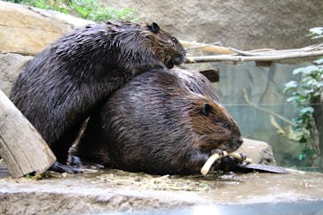 神戸どうぶつ王国に投稿された画像（2025/2/2）