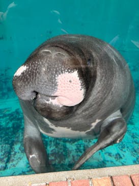 熱川バナナワニ園に投稿された画像（2025/2/2）