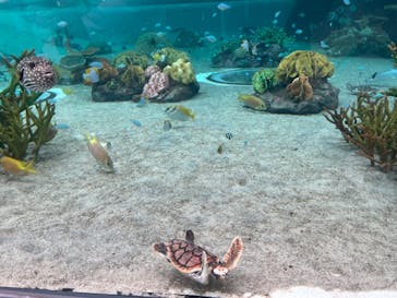 鴨川シーワールドに投稿された画像（2025/2/2）