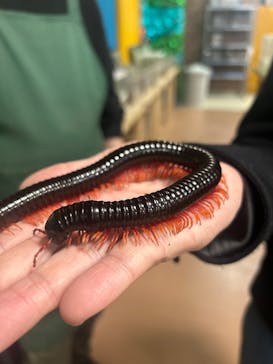 いきもの探検隊上尾に投稿された画像（2025/2/2）