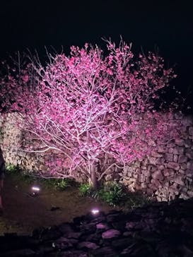 今帰仁城跡に投稿された画像（2025/2/2）