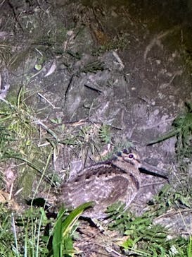 アマニコガイドサービスに投稿された画像（2025/2/2）