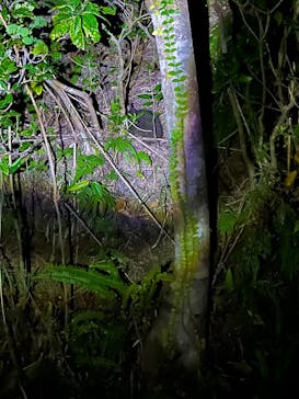 アマニコガイドサービスに投稿された画像（2025/2/2）