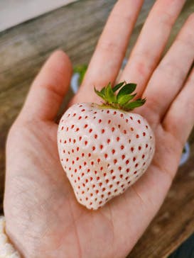 井上寅雄農園に投稿された画像（2025/2/2）