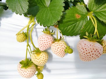 井上寅雄農園に投稿された画像（2025/2/2）