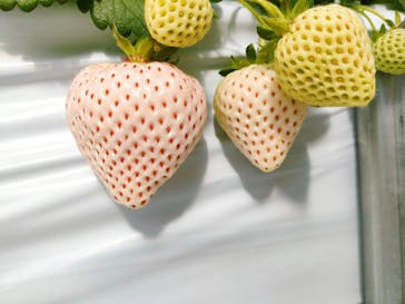 井上寅雄農園に投稿された画像（2025/2/2）