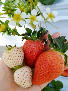 井上寅雄農園に投稿された画像（2025/2/2）