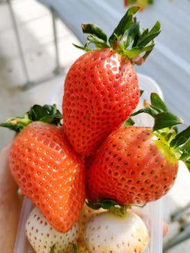 井上寅雄農園に投稿された画像（2025/2/2）