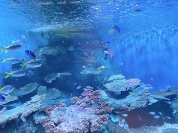 しながわ水族館に投稿された画像（2025/2/2）