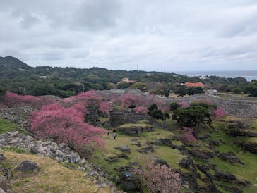 今帰仁城跡に投稿された画像（2025/2/2）