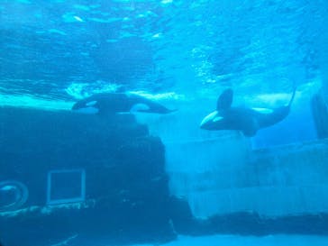 名古屋港水族館に投稿された画像（2025/2/3）