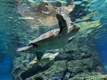 名古屋港水族館に投稿された画像（2025/2/3）