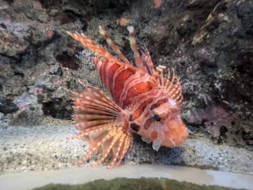 名古屋港水族館に投稿された画像（2025/2/3）