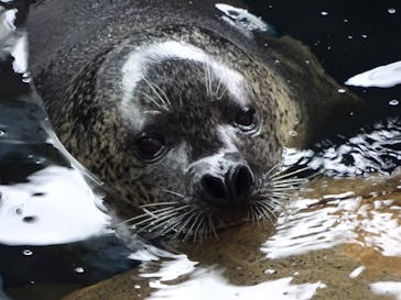 しながわ水族館に投稿された画像（2025/2/3）